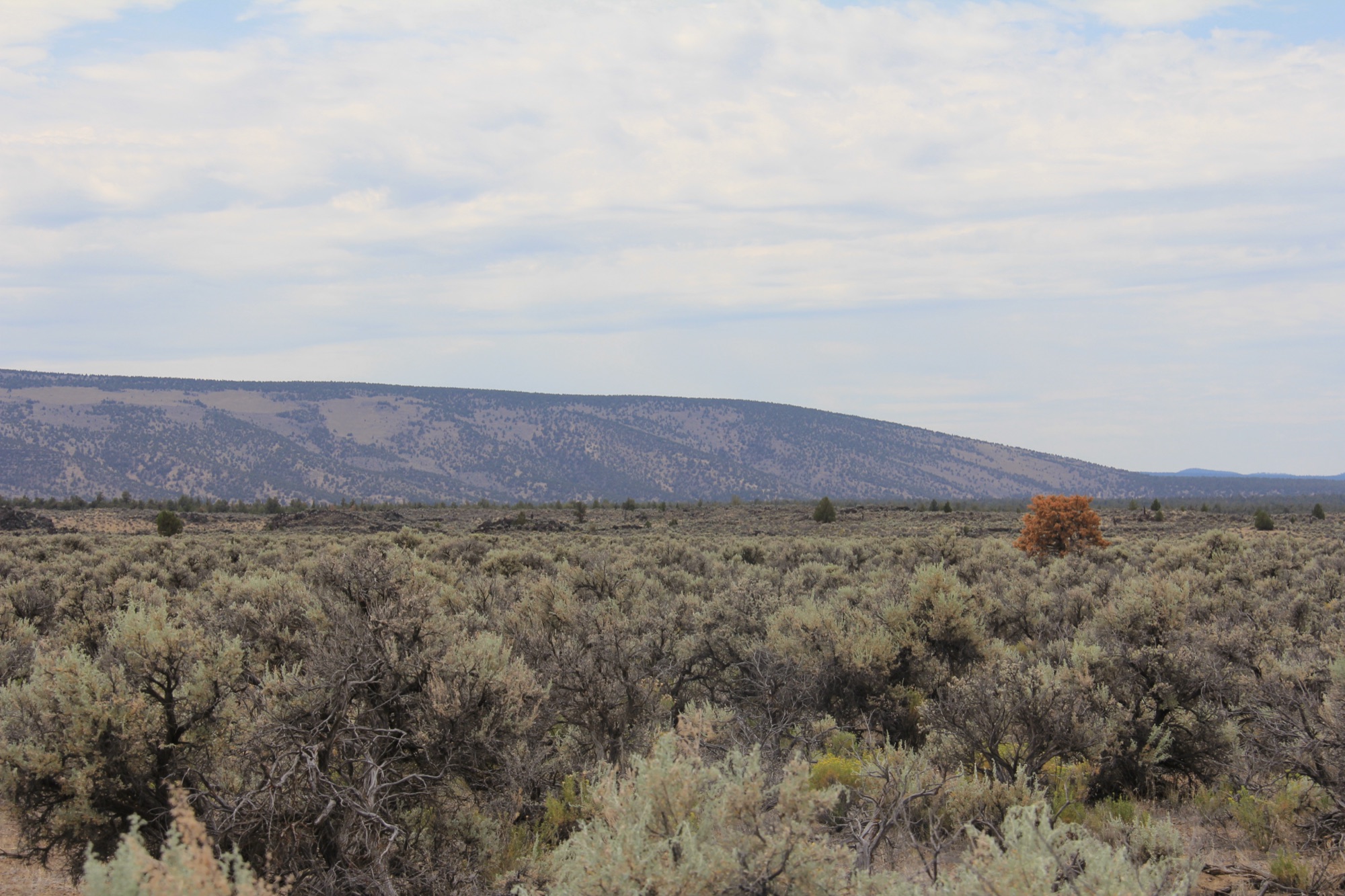 Sagebrush and a distant ridge in Oregon Badlands Wilderness, a regional public-land landscape.